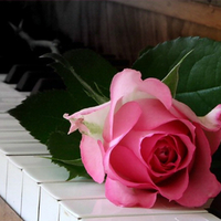 Musical Rose