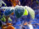 Frozen leaves