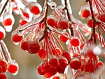 Icy Cherries Wallpaper
