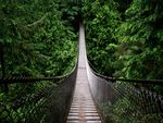 hanged_bridge_in_the_jungle-wide