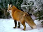 red fox