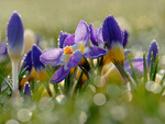 crocus