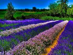 lavander field