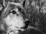 Wolf Stare
