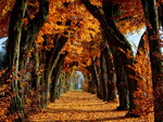 Autumn Tunnel