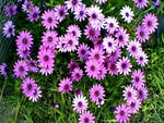 African daisies (black eye Susan)