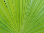 Palm Leaf