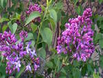 Heavenly Lilacs