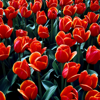 Tulips Bed for Resting of Your Dreams