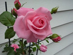 Pink Rose Vine