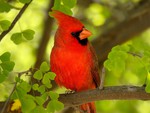 cardinal