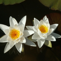 White Water Lilies