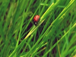 Ladybug