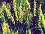 Wheat
