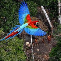 Amazon above undiscovered tribe.