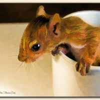 Zipper the baby squirrel