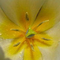 Tulip after rain
