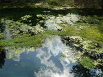 Blue Springs Reflection
