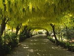 wisteria arbor