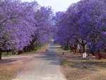 jacaranda road