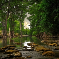 Trees roots near river