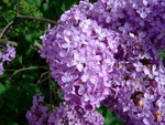 Lilac-Flowers for my dear friend Susan (redbeauty1612 )
