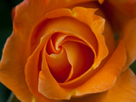 The Heart of an Orange Rose