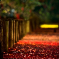 Red Carpet Bridge