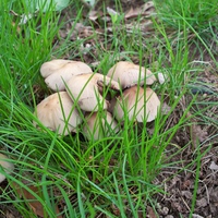 mushrooms in grass