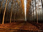 Autumn Road Narrows