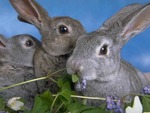 Three Little Bunnies