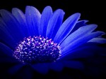 Fantasy Blue Flower
