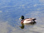 Duck at lake.