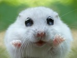 white hamster