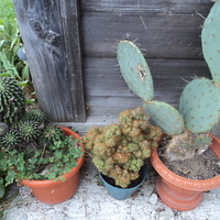 cactuses