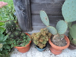 cactuses