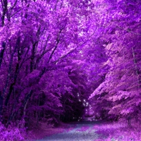 PURPLE FOREST