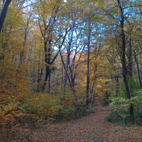 Autumn woods
