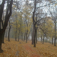 Early autumn foggy forest