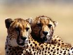 For my Sweet Cheetah friend Ramya ( ramyadevims )
