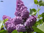 Purple Lilacs,for my dear friend Sherry Ann ( Sherry Ann1971 )