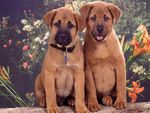 very cute puppies
