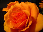 warm_rose