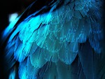 Blue Feathers