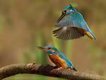beautiful birds