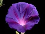 Purple   flower