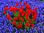 tulips and muscari
