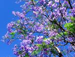 jacaranda