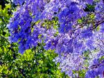 Jacaranda
