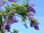 Jacaranda 3